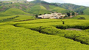 Gisovu tea factory and estate.(File photo)
