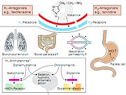 Illustrated review of histamine main physiologic actions on inflammation, gastrointestinal secretion, bronchial smooth muscle, among others. 