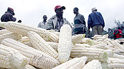 Kenyan market vendors selling maize in Kagemi