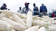Kenyan market vendors selling maize in Kagemi