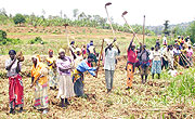 Residents at work in Mwogo swamp. (Photo: F. Ntaweukuriryayo)