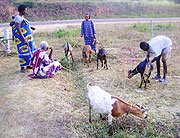 Families recieve goats in the one goat per family program.