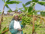 Cesaria Mukangoga displays one of the numerous  banana plants destroyed by local authorities. (Photo/ D.Sabiiti)