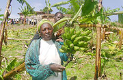Cesaria Mukangoga  at her farm whose banana plants were destroyed last week.(Photo D.Sabiiti)
