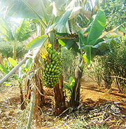 A new type of banana crop that is inroduced in  Jarama sector-Ngoma district.