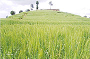 Wheat growing on a consolidated land  in Uwinkingi Sector in Nyamagabe District. (Photo: J.P Bucyensenge)