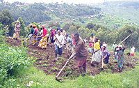 Byumba Presbyterian Church followers clear ground for construction of  their Pastoru2019s house last Friday. (Photo / A. Gahene)