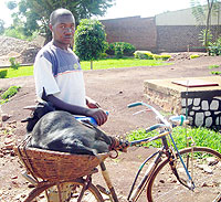 This man was briefly held in Kayonza District for carrying a goat in unacceptable manner. (Photo/ S. Rwembeho)
