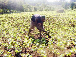 Emmanuel Mpakaniye,29, a farmer tending to his garden. (Photo: S. Rwembeho)