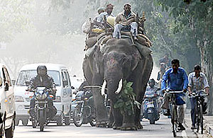 Elephants walk past traffic in New Delhi