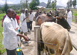 Veterinary Doctors treating  livestock at the newly established centre.(Photo/ B. Mukombozi)
