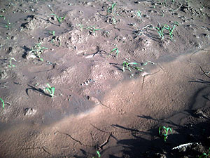 Maize crops submerged by floods in Mwogo swamp.(Photo: J.P Bucyensenge)