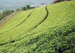 Tea plantation: Green leaf production set to rise as rains begin. (File photo)
