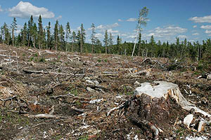 Deforestation has ravaged large tracts of global tree cover