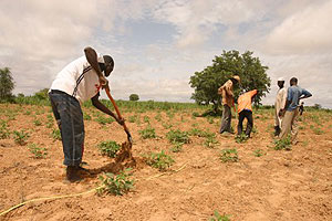 trees planted will boost the  provision of  animal feeds while also protecting the environment. (File photo)