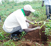 Minister Anastase Murekezi planting an Avacado tree in Munyiginya. (Photo/ S Rwembeho)