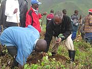 Education Minister Dr Charles Murigande helps a resident to plant a seedling in Gishwati forest on Tuesday (Photo: S. Nkurunziza)