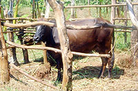 The kind of cross-breeds to be given to primary teachers. (Photo: S. Rwembeho)