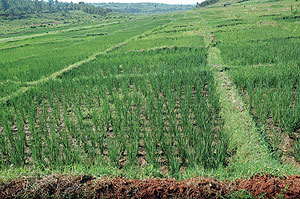 Irrigation to improve food production