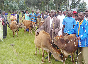 Burera residents receiving heifers under the poverty alleviation initiative. (Photo: B. Mukombozi
