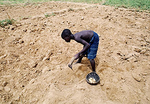 Digging for roots in Mali: Shifts in climate contribute to extreme weather, with some countries facing drought. Photo Credit: UN Photo/John Isaac