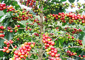 Farmers to experience a decline in coffee harvest. (File photo)