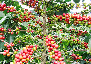 Farmers to experience a decline in coffee harvest. (File photo)