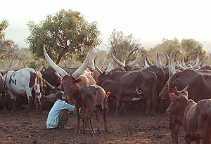 Livestock production usually hit hard during the drought season  