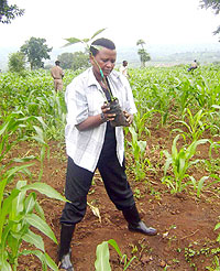 Mary Gahonzire in active tree planting in Rwamagana last week . (Photo / S. Rwembeho)