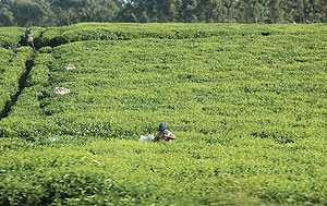 Tea farm gate prices have remained unchanged despite an increase at the auction market (file photo)