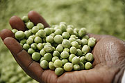 Rwanda agricultural prospects are to be discussed (File Photo)