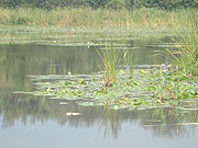 Water Hyacynth on Lake Cyohoha soon to be history. (Photo/ M. Gahigi)