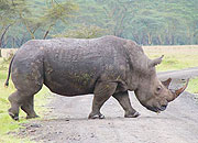 TO BENEFIT:  Animals such as Rhinos will benefit from the joint Akagera conservation efforts