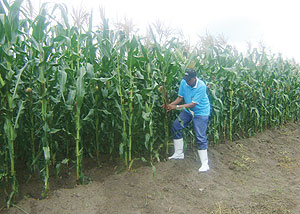 An official from the National Agriculture Research Institute (ISAR) inspects the ISARMO81 maize plantation at Karama research station in Bugesera district, Eastern province.( Photo/ G. Mugoya)