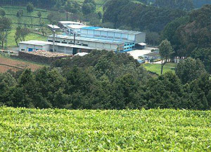 Kitabi tea estate. Rwanda is full of investment opportunities