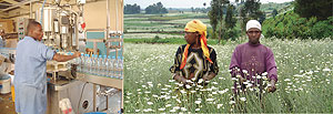 L-R : Factory gate prices for beverages dropped ; Pyrethrum boost export prices. (File photo)