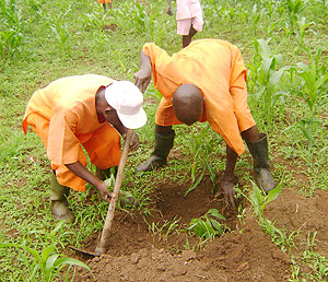Prisoners have gained various agricultural skills.