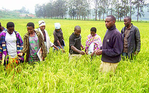 Rice cooperative farmers at one of their farms  at Cyaruhogo. (Photo: S. Rwembeho)