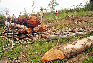 Some of the trees cut down for timber and firewood production in a deal authorized without the districtu2019s knowledge. (Photo: P. Ntambara)