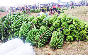 Bananas flood a local market from the cooperative. 