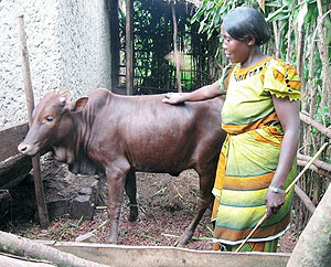 A beneficiary of the new savings product showing off her Heifer she bought using funds from the new scheme. 