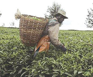 A worker picks tea leaves. (File Photo)