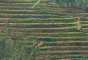 Very vital in preventing soil erosion and improving productivity