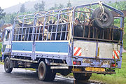 ON HALT: Rwanda Livestock Authority has banned the exportation of livestock to DRC.