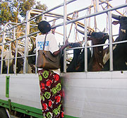 BACK IN BUSINESS: A Businesswoman counts her cattle before its  transported them to DRC.(Photo/ S. Rwembeho)