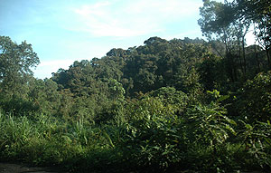 Nyungwe forest