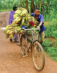 Sildio  Siboniyo carries his tobbaco leaves for drying.