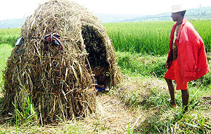 A bird watcher keeping vigil at a rice field in Eastern province. (Photo: S. Rwembeho)