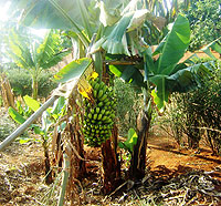 The short new banana type that farmers are encouraged to grow.