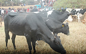 Some of the cows which were being distributed. (File photo)